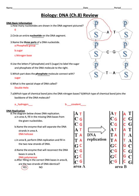 Below are the 3 steps in <b>dna</b> <b>replication</b>. . Dna replication practice worksheet answer key biology